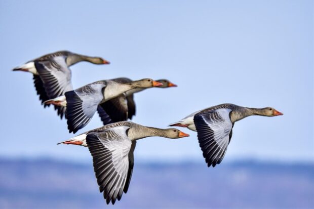 5 geese flying over the sea