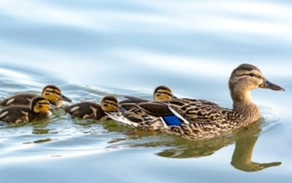 A duck swimming with her ducklings